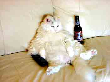 Male Cat on Couch: Secret Cat Diary