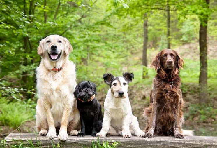 30 best dog breeds for seniors