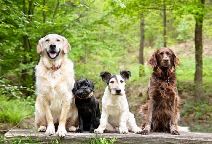 best dog breeds for retirees